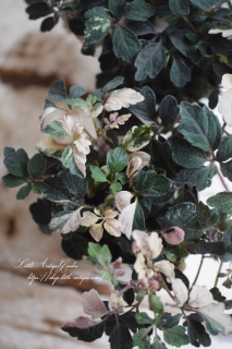 ߥ˥ǥ󥿡֥<br>åʹդäѤäޤ