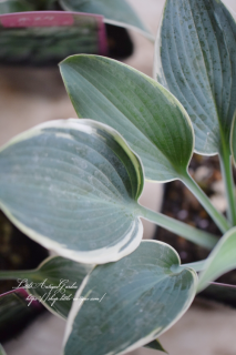 ۥˡ˥硡澮ʼɥǥ˷礫ʤʥܥ