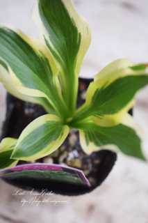 ۥӥ֥󥬡ɥǥ˷礫ʤʥܥ