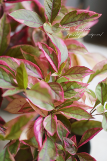 ƥʥƥ顦ʥХ롡ԥ󥯤꤬餷Ωƥ<img class='new_mark_img2' src='https://img.shop-pro.jp/img/new/icons16.gif' style='border:none;display:inline;margin:0px;padding:0px;width:auto;' />