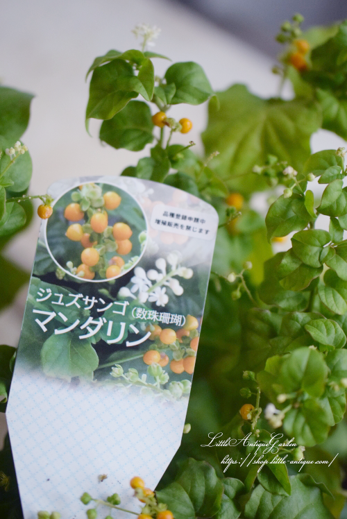ジュズサンゴ・マンダリン- LittleAntiqueGarden～リトル