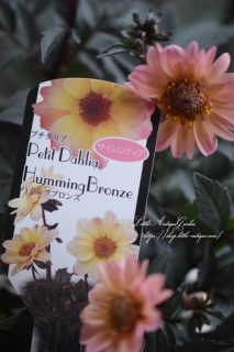 Ƽեꥢϥߥ󥰡֥󥺡֥ƥס˥ƥȥ˥åݥ򺮤褦ʿ礤Ǥ