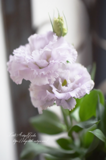 ȥ륳祦٥֥ϡή̴ڤʼ