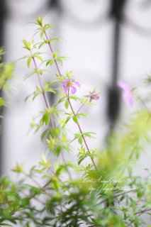 Υ󥶥֥ʥס饤॰꡼󢪹դڤм