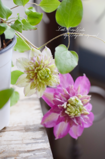 商品検索 - LittleAntiqueGarden~リトルアンティークガーデン~ 商品検索 - LittleAntiqueGarden~リトルアンティークガーデン~