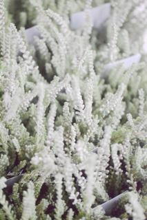 롼ʡ֥奨ɥåץץʡסС꡼դ⡼ʥ롼