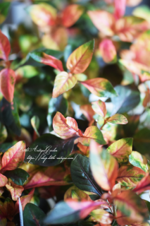 ƥʥƥʥ󥵥ˡסֿΥƥʥƥ<img class='new_mark_img2' src='https://img.shop-pro.jp/img/new/icons3.gif' style='border:none;display:inline;margin:0px;padding:0px;width:auto;' />