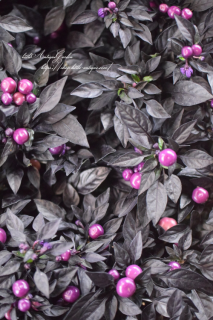 Ѿѥȥ饷֥˥󥸥ޥå׿ùդäѤˤޤݤʼ<img class='new_mark_img2' src='https://img.shop-pro.jp/img/new/icons16.gif' style='border:none;display:inline;margin:0px;padding:0px;width:auto;' />