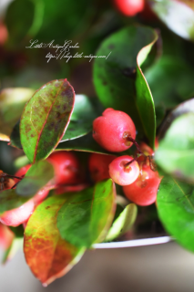 ǥꥢå٥꡼ꥹޥ䤪