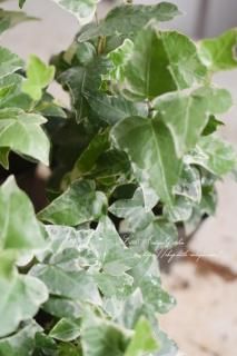 ӡʥإǥˡ֥졼㡼<br>äԤĹسԤꥢӡ