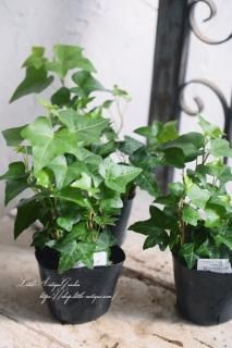 ӡʥإǥˡ֥ԥåĥС<br>Ȥ䤹ɥåʥӡϤǤ⡪