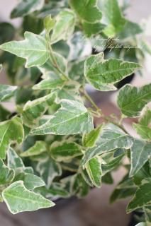 ӡʥإǥˡ֥󥸥<br>ۤäꤷäդä