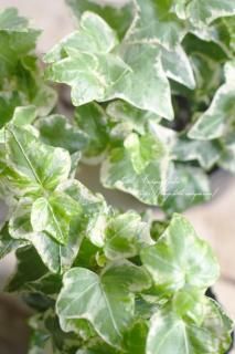 ӡʥإǥˡ֥ϡ쥭<br>󥸥ݤߤӤӤäդä