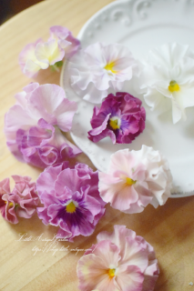 ᥾ɥӥ顦<br>ɥ쥹Τ褦ʥԥ󥯷ϥեӥ<img class='new_mark_img2' src='https://img.shop-pro.jp/img/new/icons3.gif' style='border:none;display:inline;margin:0px;padding:0px;width:auto;' />