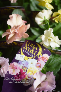 Ȭź餭ѥ󥸡֥ʡɥ֥<br>֤ȴդդȬź餭ѥ󥸡♡<img class='new_mark_img2' src='https://img.shop-pro.jp/img/new/icons3.gif' style='border:none;display:inline;margin:0px;padding:0px;width:auto;' />