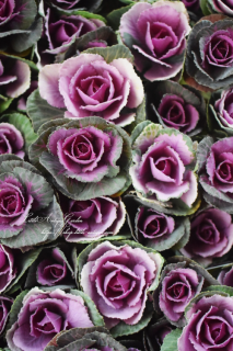 ߥղð֥ϥܥѥ󥿡꡼ס򤤥åäȲİ♡ڱݺ<img class='new_mark_img2' src='https://img.shop-pro.jp/img/new/icons16.gif' style='border:none;display:inline;margin:0px;padding:0px;width:auto;' />