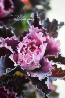 ϥܥ֥ץ֡ԥ󥯥ե٥ϡסĤͤˤʤ롪֤Τ褦ղð֡♡