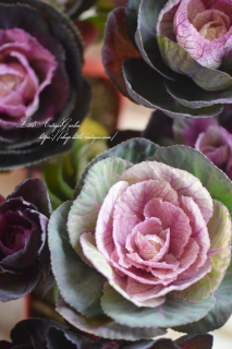 ϥܥ֥ץ֡ե٥ϡסĤͤˤʤ롪֤Τ褦ղð֡♡