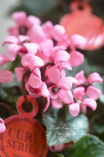 ߥ˥󡦥ԥ<br>äȲİΥԥ󥯤Фޤ