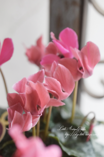 ߥ˥󡦥⥫奨꡼֥祳ϡ<br>ԥ󥯤Υ󡪤äȤ£ʪˤ⡪<img class='new_mark_img2' src='https://img.shop-pro.jp/img/new/icons16.gif' style='border:none;display:inline;margin:0px;padding:0px;width:auto;' />