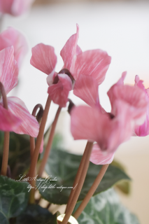 ߥ˥󡦥⥫奨꡼֥祳Ϥ<br>ȥ뤯ԥ󥯤Υ󡪤äȤ£ʪˤ⡪<img class='new_mark_img2' src='https://img.shop-pro.jp/img/new/icons16.gif' style='border:none;display:inline;margin:0px;padding:0px;width:auto;' />