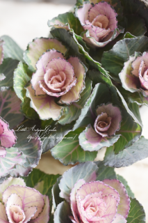 ϥܥ󡦥奨꡼꡼Х˥ʥԥ󥯡ˡԥ󥯿İߥղðǤ