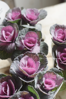 ϥܥ󡦥奨꡼꡼Х˥ʥƥѡץˡѡץ뤬ͲİߥղðǤ