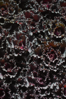 ղð֥ϥܥ󡦥֥å󥸥סե뤬äϥܥ<img class='new_mark_img2' src='https://img.shop-pro.jp/img/new/icons16.gif' style='border:none;display:inline;margin:0px;padding:0px;width:auto;' />