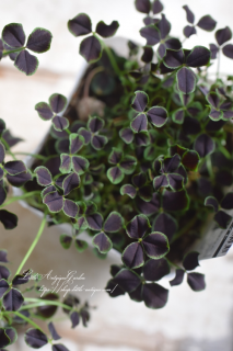 Сƥȥ꡼֥ʥȡסֿ͵顼դå󤻿˽ޤ♡