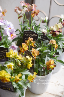 ݤΰӥ♡<br>֥եեꥢNo.17