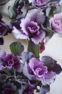 ϥܥ֥֡å󡦥ԥ󥯥ƥѥˡͲİѡץΥ٥ղð