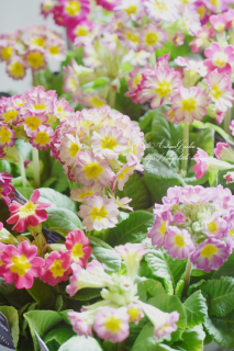 ݥꥸʥץ顦ॺ쥯֥ޥӥꥢԥ󥯡<br>ƥबӤ륿פΥץ顣դ˴򤷤ԥ♡