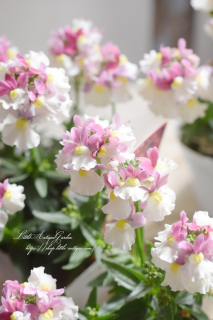 ͥ᥷֥å󥷥롦ԥ󥯥٥꡼<br>Υͥ᥷곫֥ڡᤤʼͥԥ♡