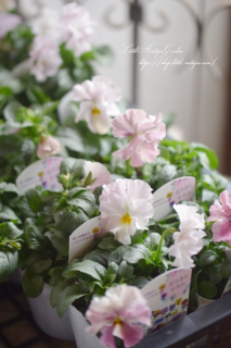ӥ顦֤ޤ󤹤ߤסͥӥ<img class='new_mark_img2' src='https://img.shop-pro.jp/img/new/icons16.gif' style='border:none;display:inline;margin:0px;padding:0px;width:auto;' />
