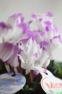 ʪ֥ϥåԡۥ磻ȥ饦ɥ󥶥֥롼¿ᡪ6<br>øǡ