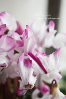 ʪ󡡤ѡץ˥ȥͥ顼6<img class='new_mark_img2' src='https://img.shop-pro.jp/img/new/icons16.gif' style='border:none;display:inline;margin:0px;padding:0px;width:auto;' />