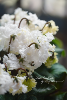 LittleAntiqueGarden~リトルアンティークガーデン~ LittleAntiqueGarden~リトルアンティークガーデン~