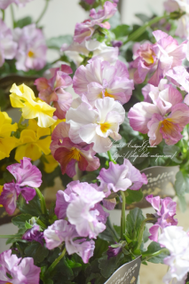 ݤΰӥ♡<br>֥եեꥢNo.84