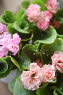 ݥꥸʥץ顦ॺ쥯֥ޥӥꥢԥ󥯥ۥ磻ȡ<br>뤯봬Х餭ץ顣դ˴򤷤ץꥳåȥԥ♡