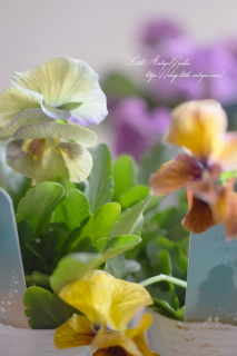 व󥪥ꥸʥ̥ǤΥѥ󥸡֥ޥåס<img class='new_mark_img2' src='https://img.shop-pro.jp/img/new/icons16.gif' style='border:none;display:inline;margin:0px;padding:0px;width:auto;' />