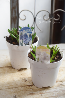 ॹꣶ忢<br>ययİ庬ʪ