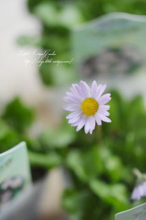 ǡ٥ɥ꡼֥ζ<br>ʤΤǤȤäƤ⶯ʥ봶ɺİԥ󥯤ξ֡<img class='new_mark_img2' src='https://img.shop-pro.jp/img/new/icons16.gif' style='border:none;display:inline;margin:0px;padding:0px;width:auto;' />