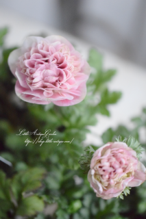 ͥ͡ݥȥ֥֥饷ԥ󥯡סȬź餭ͥեԥ♡<img class='new_mark_img2' src='https://img.shop-pro.jp/img/new/icons3.gif' style='border:none;display:inline;margin:0px;padding:0px;width:auto;' />