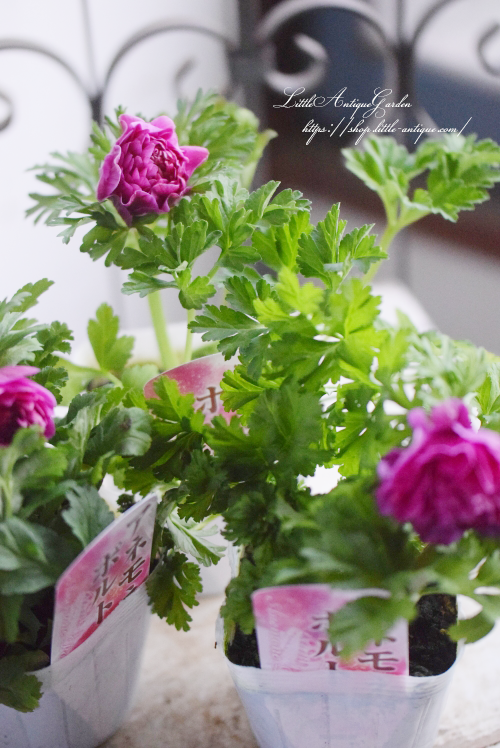 豪華八重咲きアネモネ LittleAntiqueGarden~リトルアンティーク 豪華八重咲きアネモネ LittleAntiqueGarden~リトルアンティーク