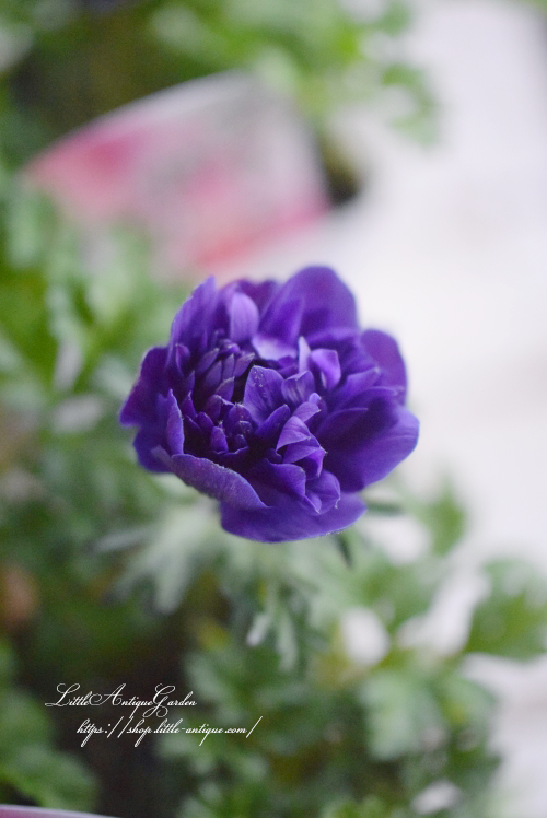 豪華八重咲きアネモネ LittleAntiqueGarden~リトルアンティーク 豪華八重咲きアネモネ LittleAntiqueGarden~リトルアンティーク