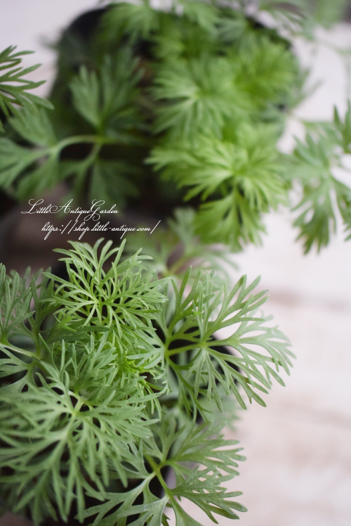 ラークスパー(千鳥草)「アールグレイ」 - LittleAntiqueGarden ラークスパー(千鳥草)「アールグレイ」 - LittleAntiqueGarden