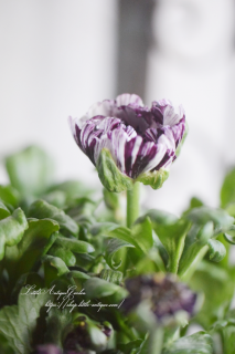 バラ苗ラ・ルーチェ - LittleAntiqueGarden~リトルアンティーク バラ苗ラ・ルーチェ - LittleAntiqueGarden~リトルアンティーク