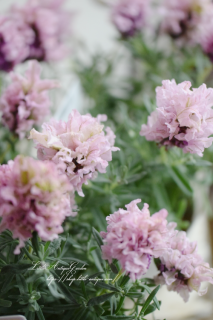LittleAntiqueGarden~リトルアンティークガーデン~ LittleAntiqueGarden~リトルアンティークガーデン~