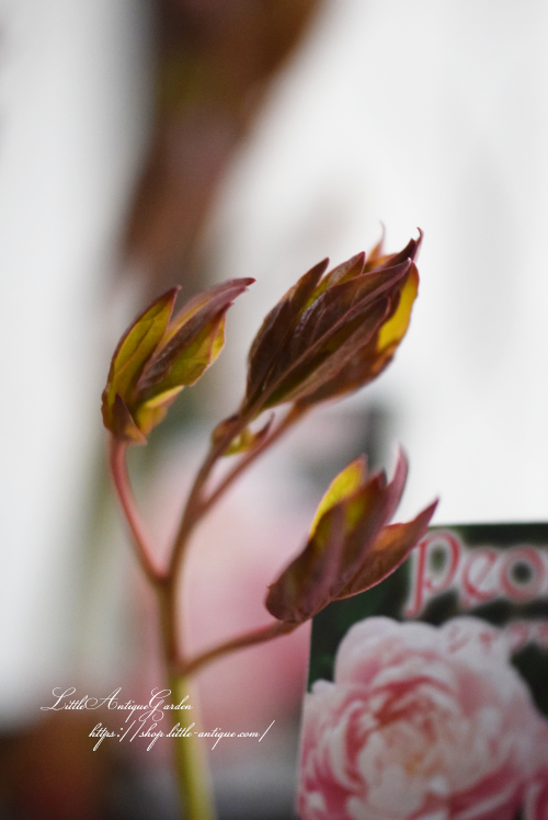 ピオニー（芍薬）「ルーズベルト」 LittleAntiqueGarden～リトル