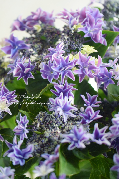 ハイドランジア「月虹～Gekko～」- LittleAntiqueGarden～リトル
